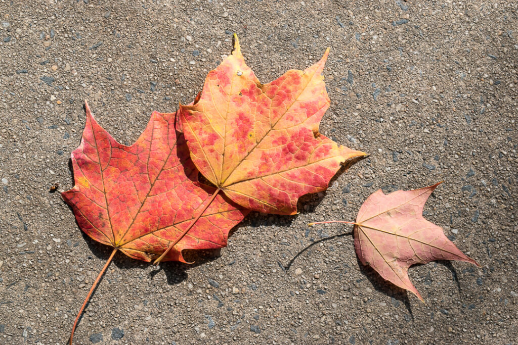 Autumn leaves on a sidewalk