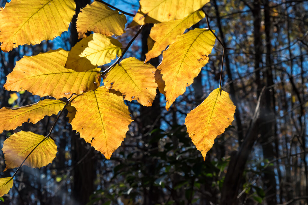 Yellow, backlit beech leaves