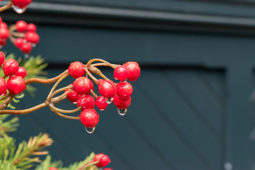 Rain drops on red berries