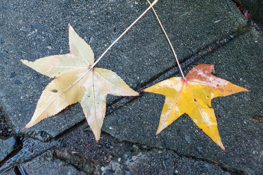 Rain soaked Sweet Gum leaves