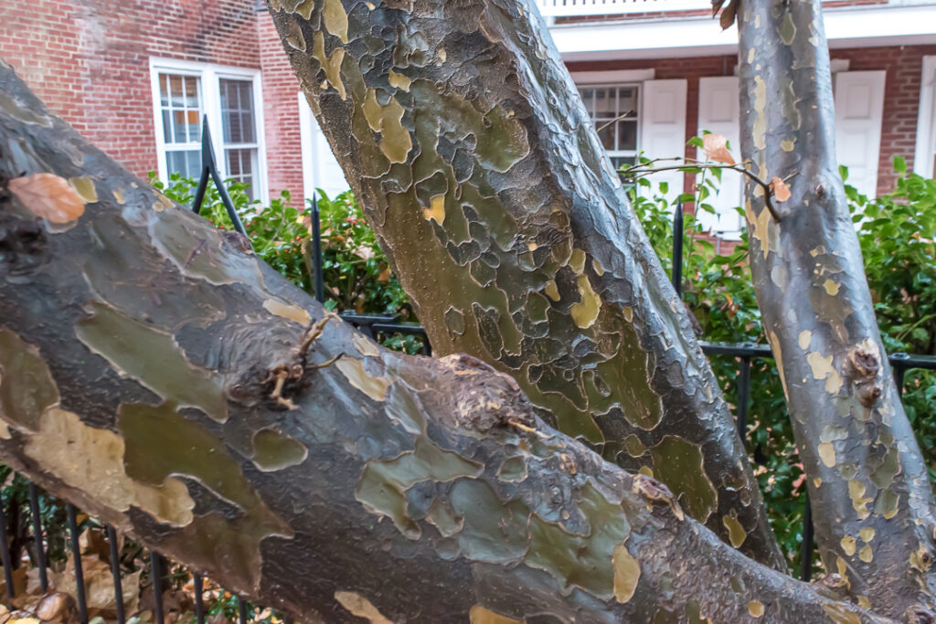 Rain soaked Sycamore bark