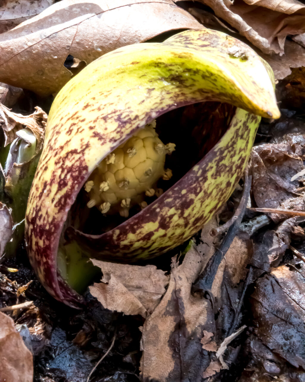 Skunk Cabbage Flower
