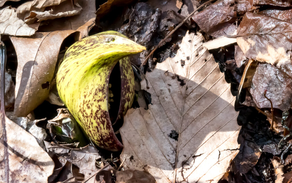 Skunk Cabbage Flower