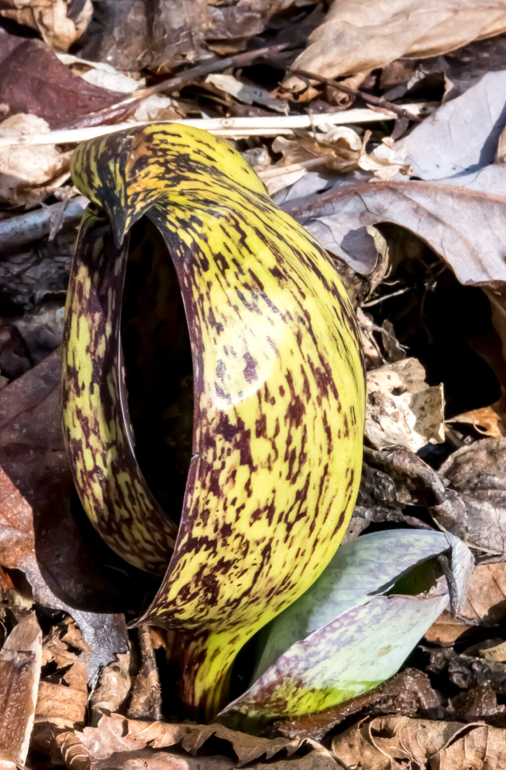 Skunk Cabbage Flower