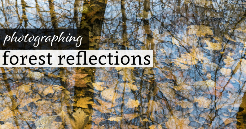 Photographing Forest Reflections