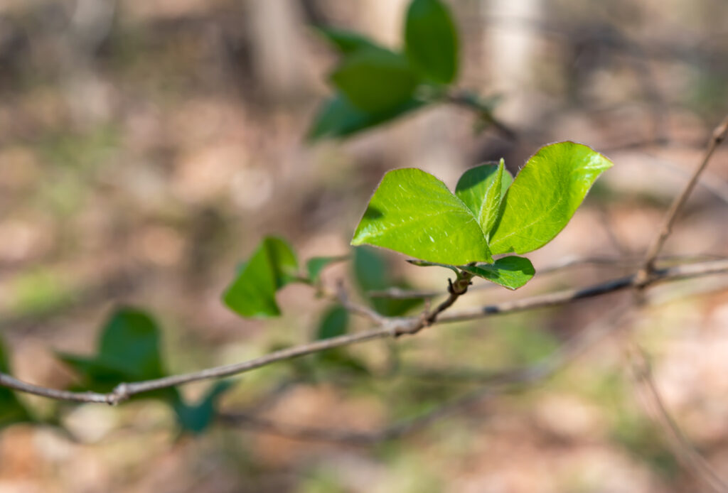 Brand new green leaves on a branch