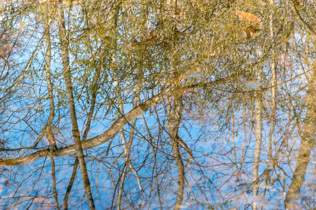Forest Reflection