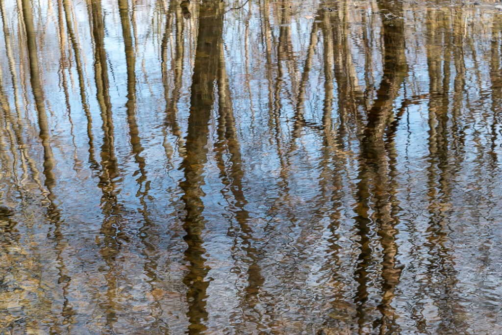 Forest Reflection