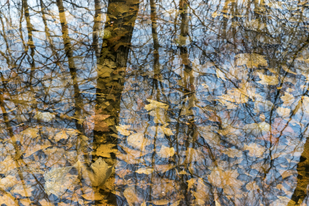 Forest Reflection