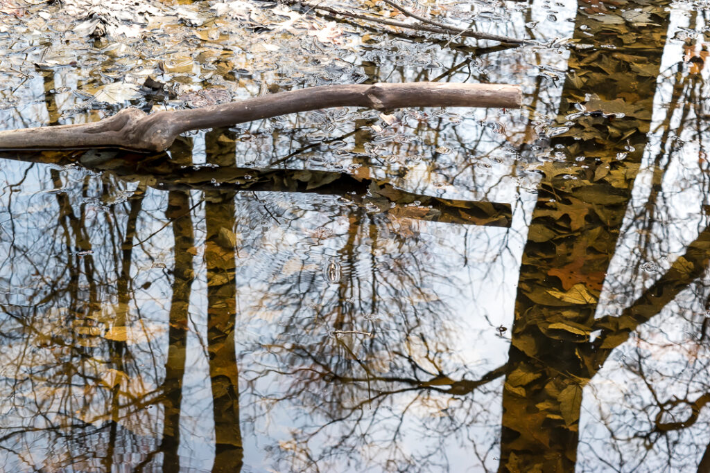 Forest Reflection