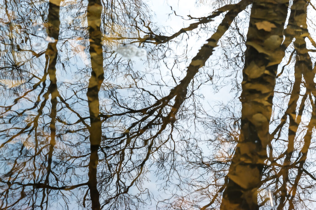 Forest Reflection