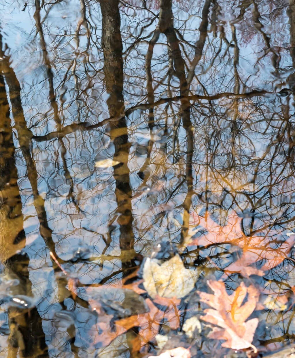 Forest Reflection