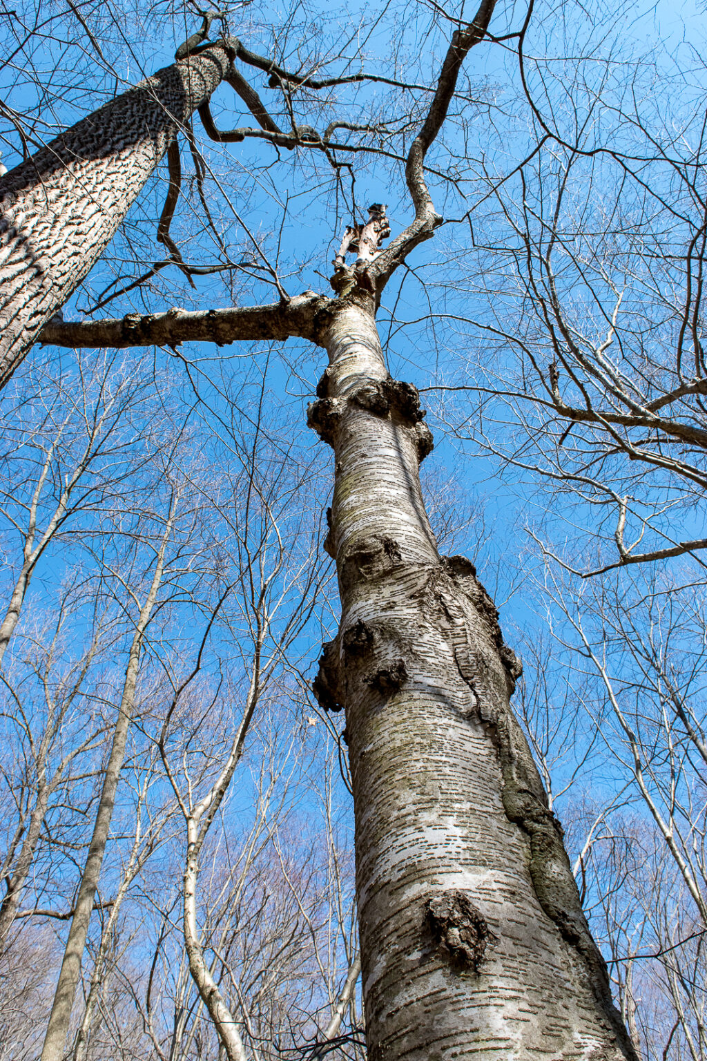 Yellow Birch tree trunk against blue sky