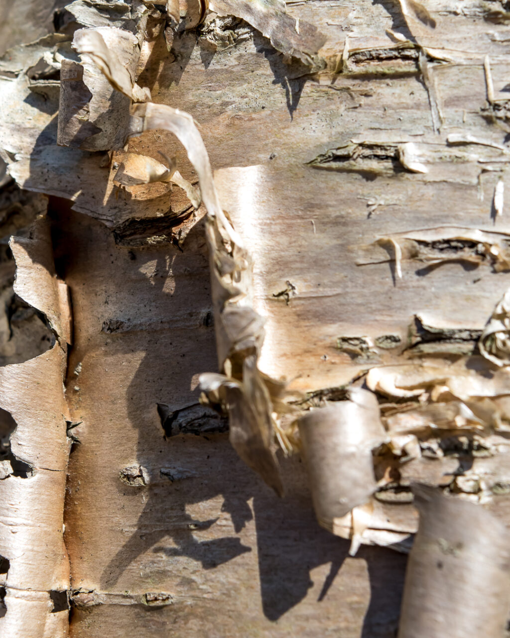 Peeling yellow birch bark