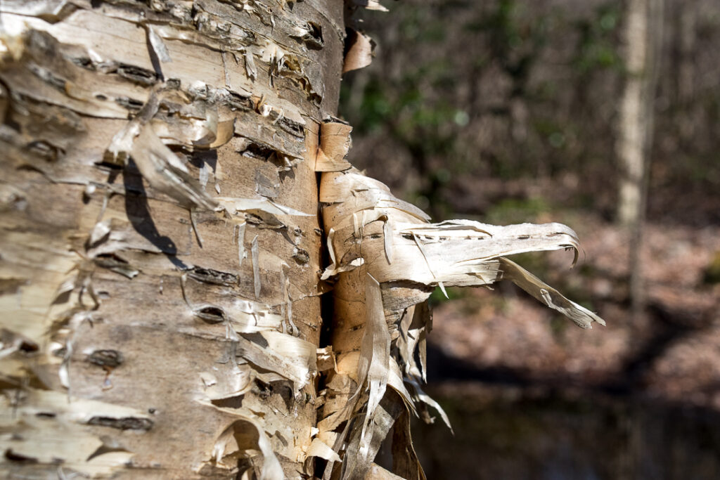 Peeling yellow birch bark