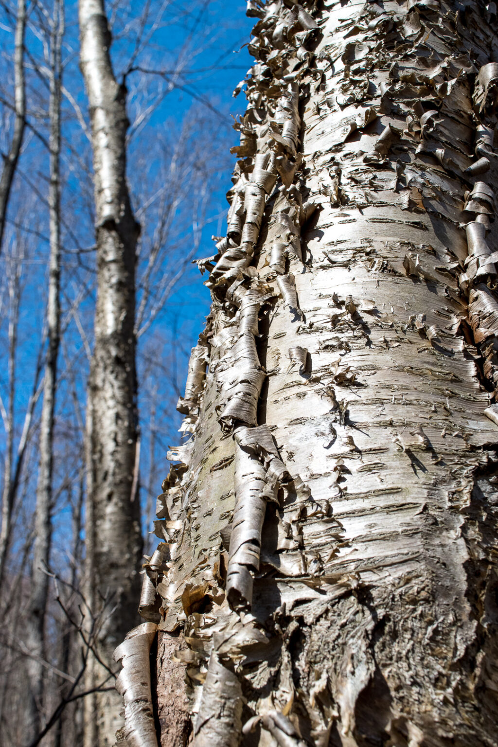 Peeling yellow birch bark