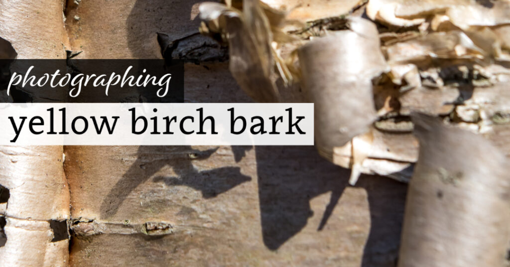 Photographing Yellow Birch Bark