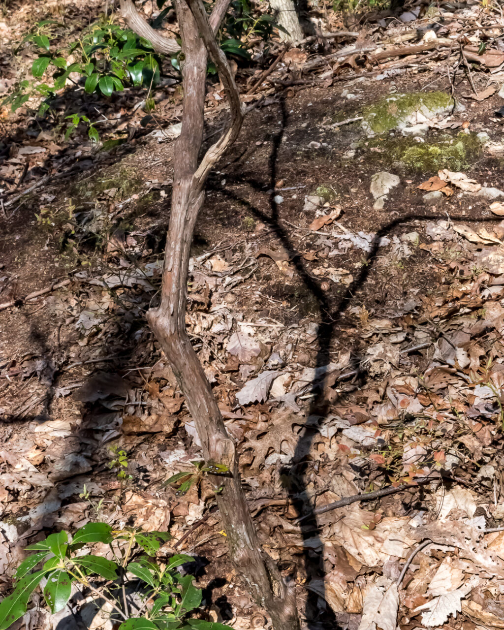 Shadow of Mountain Laurel trunk