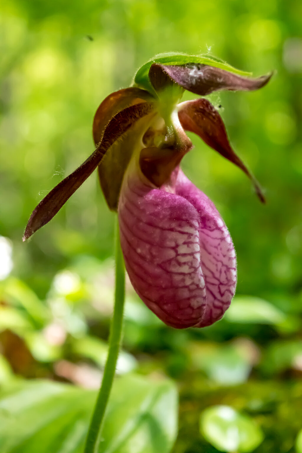 Pink Lady's Slipper