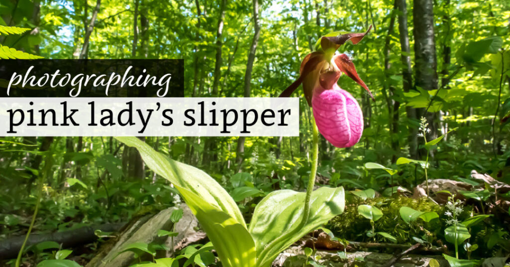 Photographing Pink Lady's Slipper