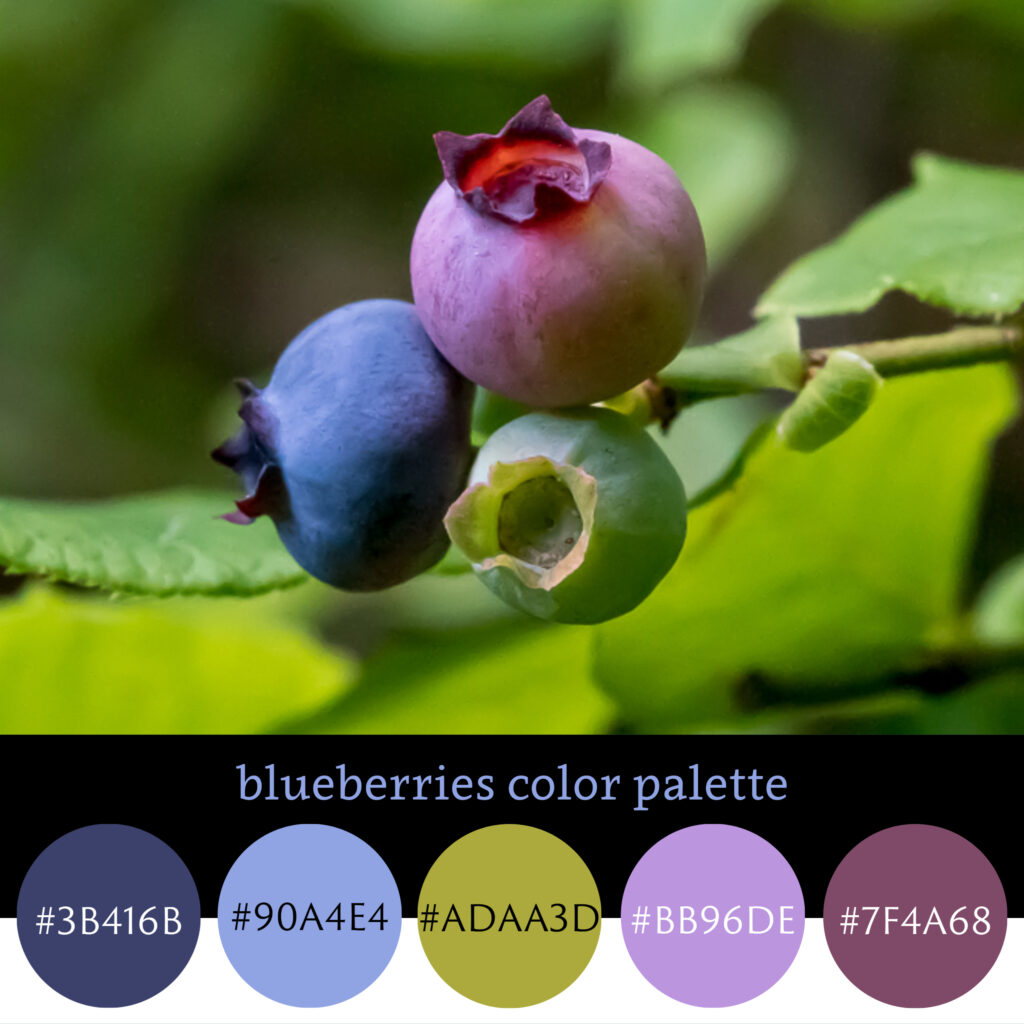 Blueberries Color Palette