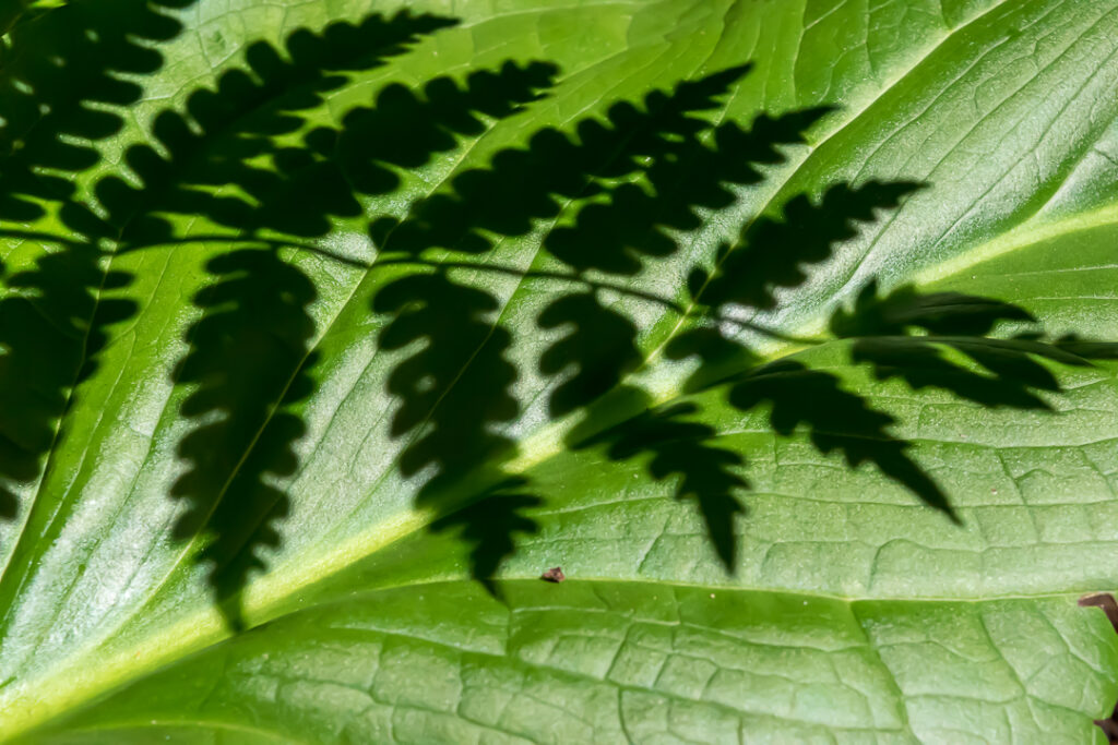 Fern shadow on Skunk Cabbage leaf