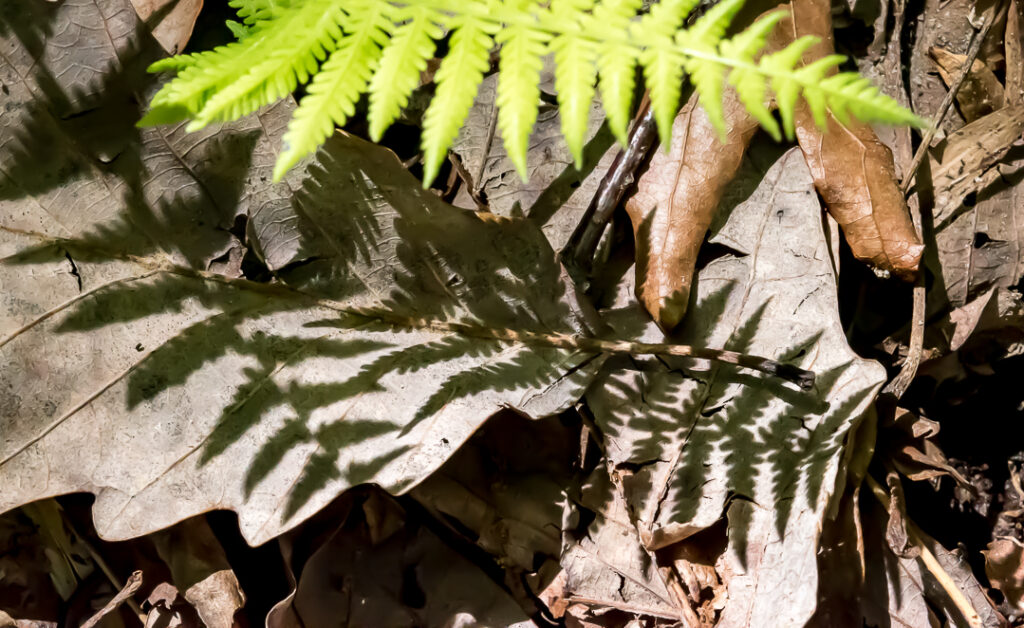 Fern shadows on dried, brown leaves