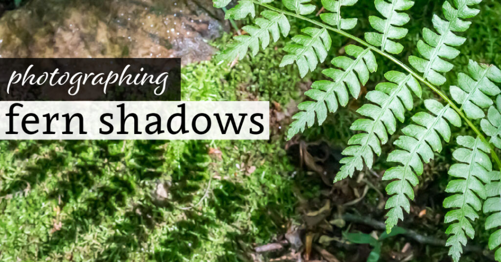 Photographing Fen Shadows