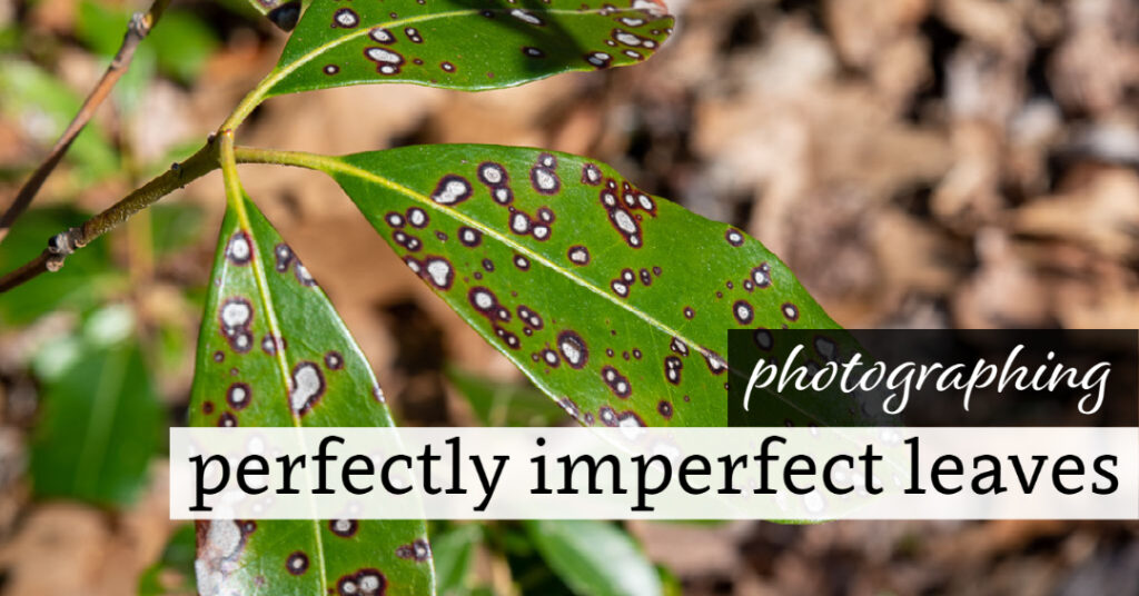 Photographing Perfectly Imperfect Leaves