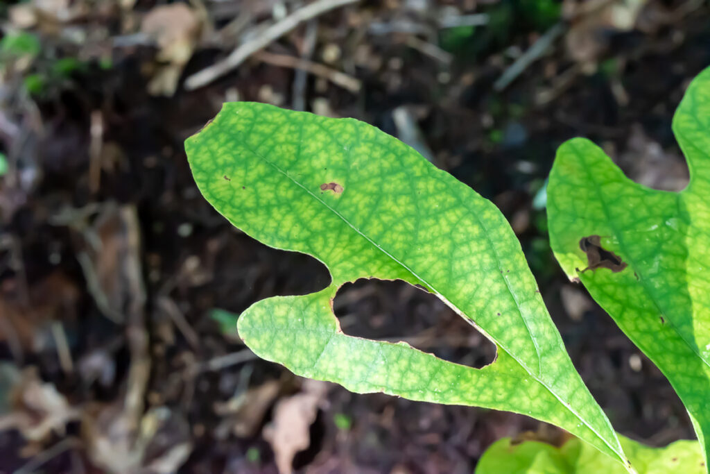 Green Sassafras leaf with yellow veining and large hole chewed by insect.