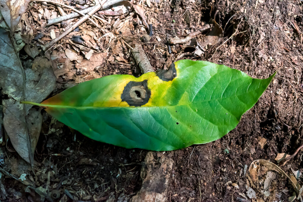 Green and yellow leaf with black spot and area chewed by insect