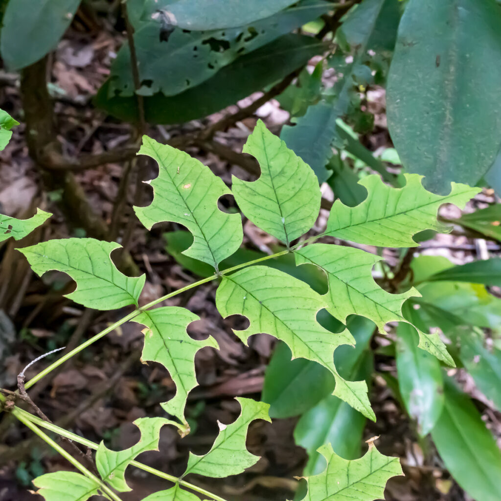 Green leaf that was chewed by insect