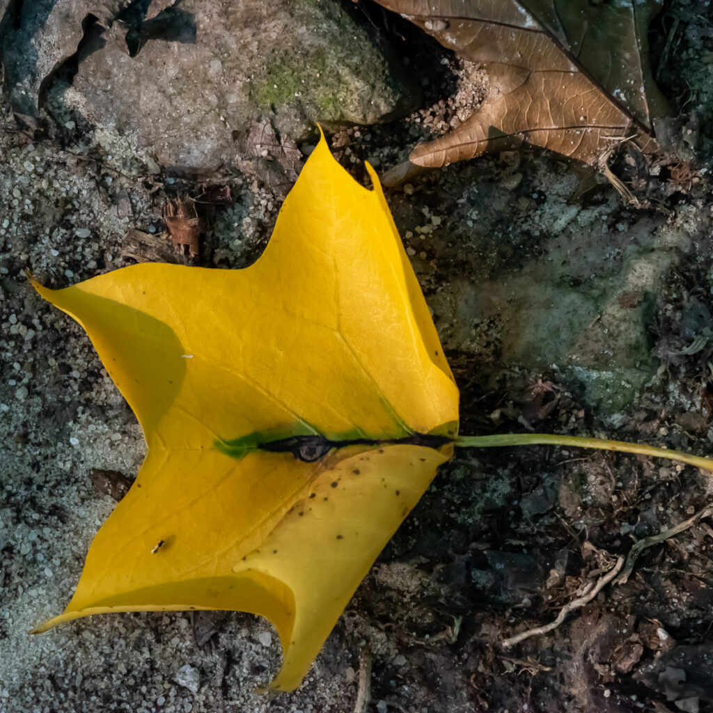 Yellow Tulip Tree leaf with black spots