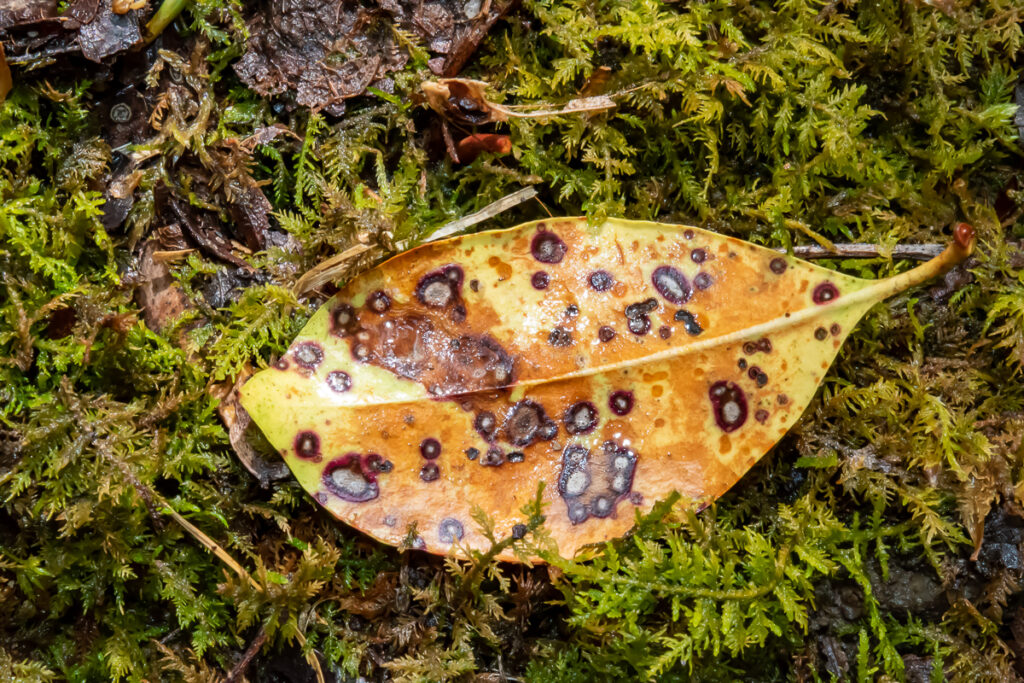 Yellow leaf with black and white spots