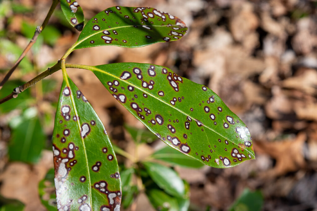Mountain Laurel leaf with black and white spots