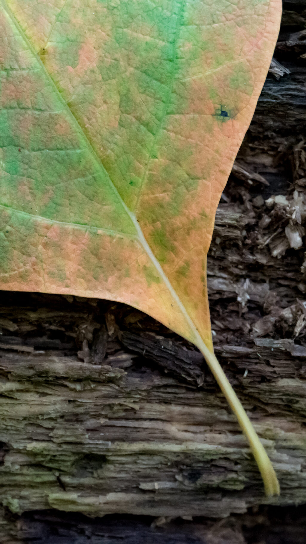 Orange and green leaf on a log