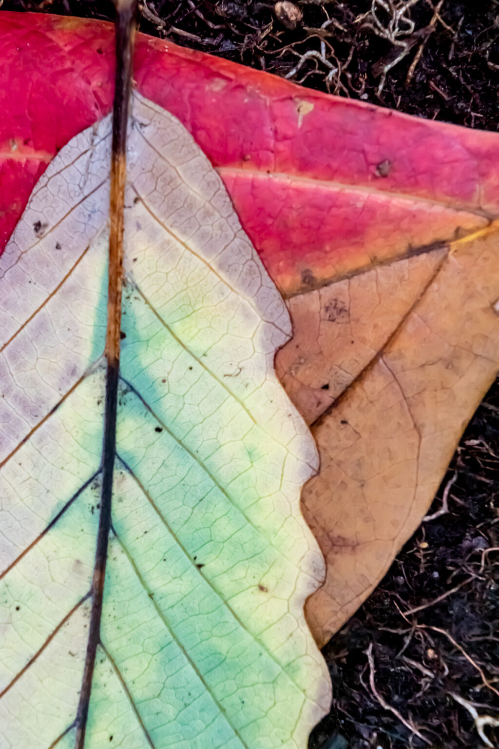 Pale green, yellow, and purple leaf on top of a brown and red leaf.