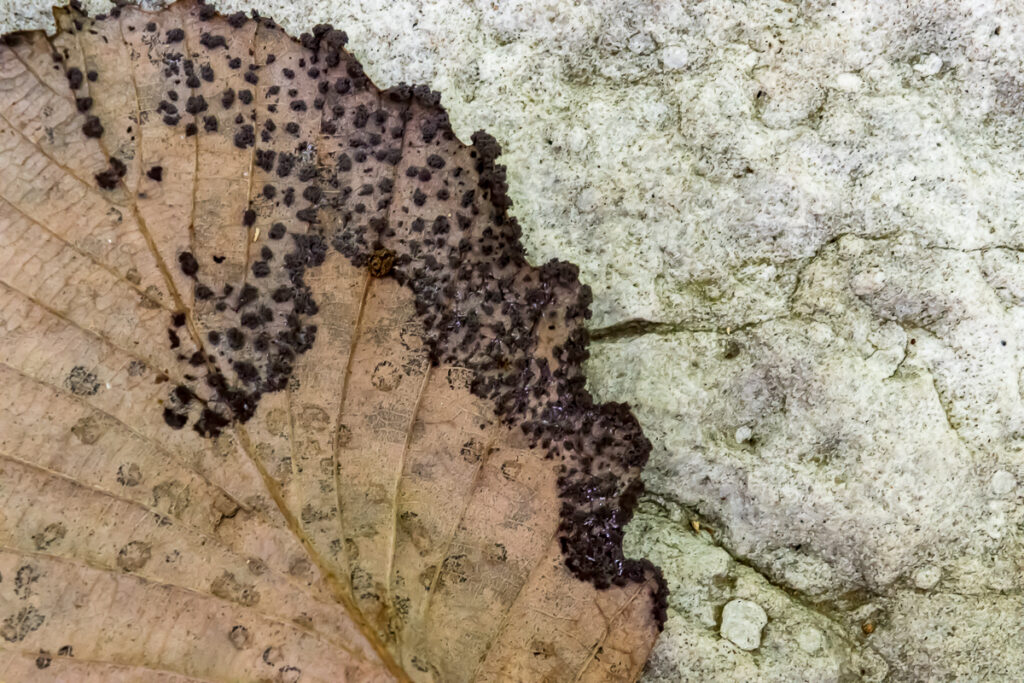 Brown leaf with black spots