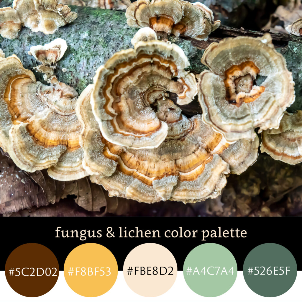 Fungus and Lichen Color Palette