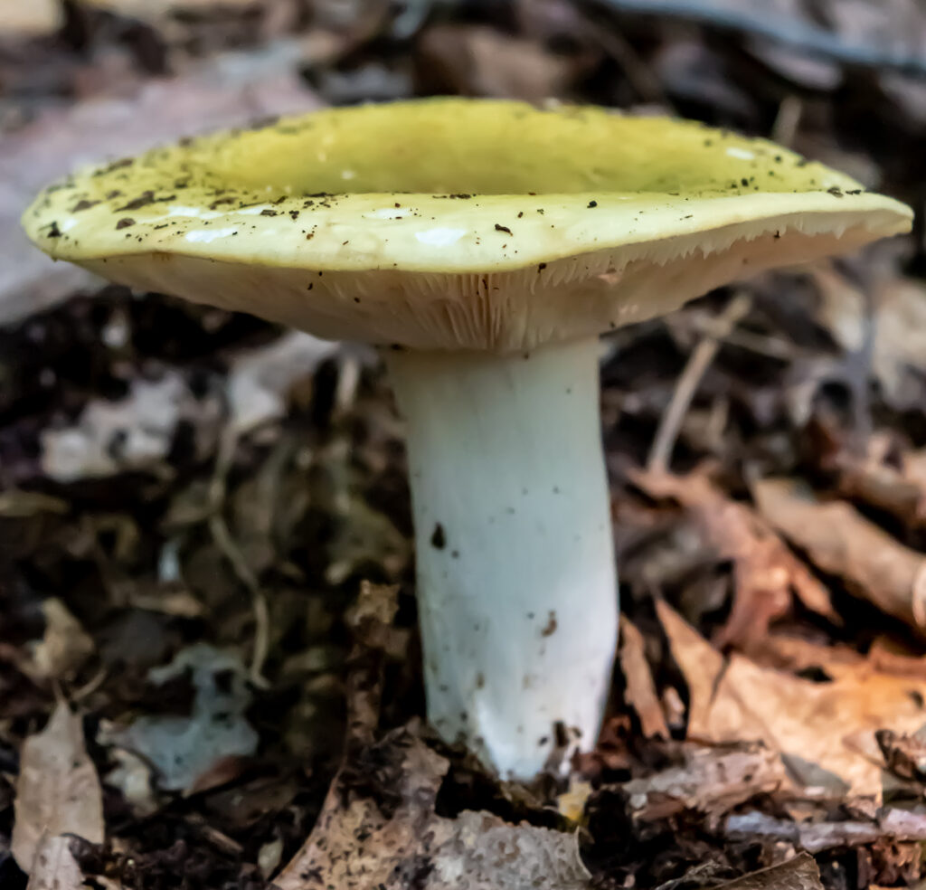 Green mushroom with white stalk