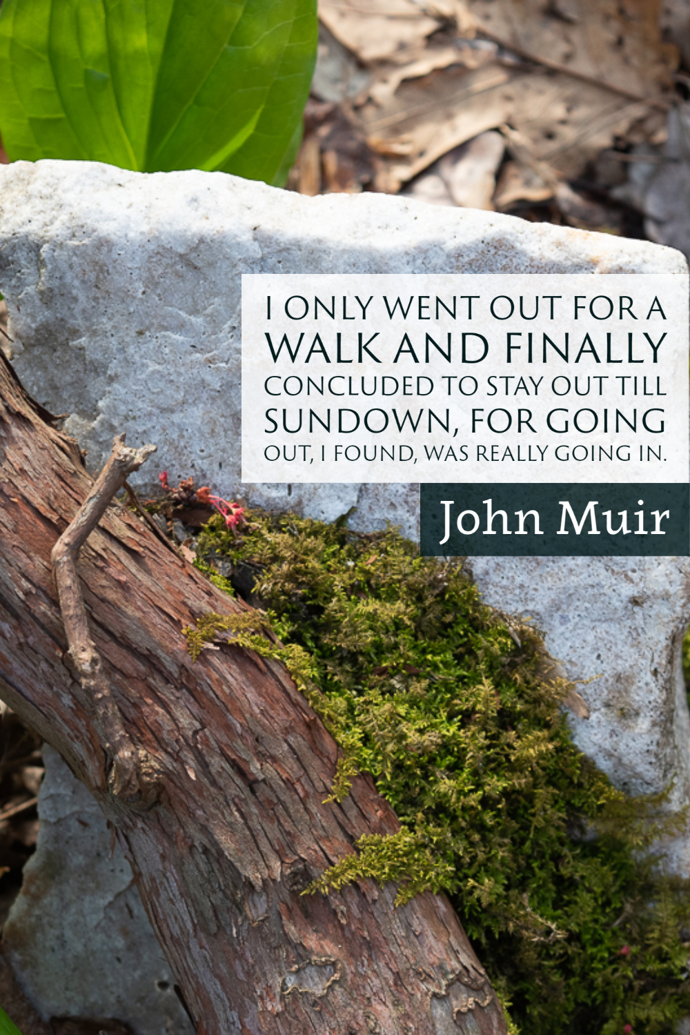 "I only went out for a walk and finally concluded to stay out till sundown, for going out, I found was really going in." ~John Muir