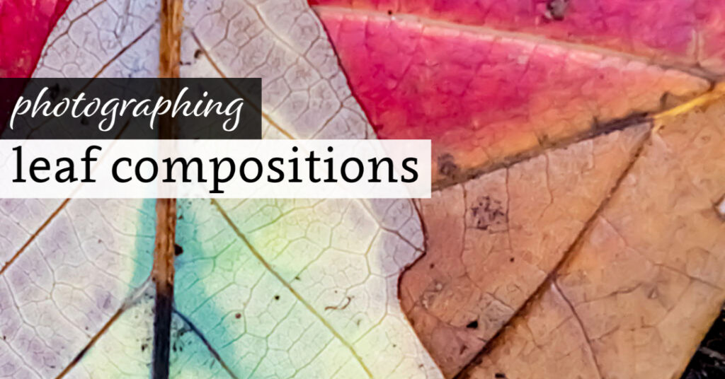 Photographing Leaf Compositions