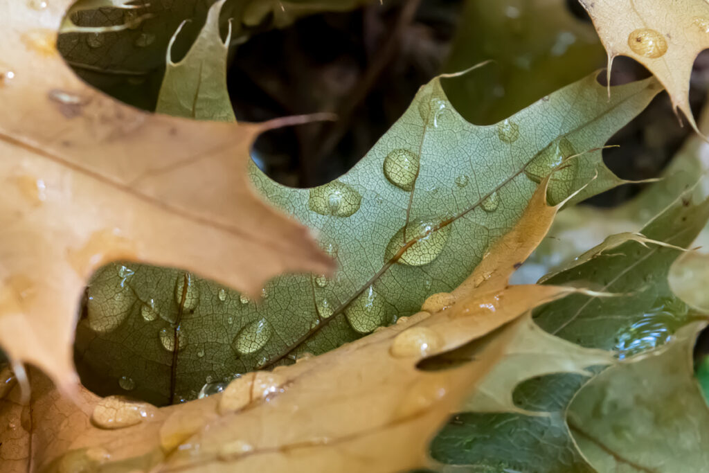 Brown and green oak leaves with water droplets