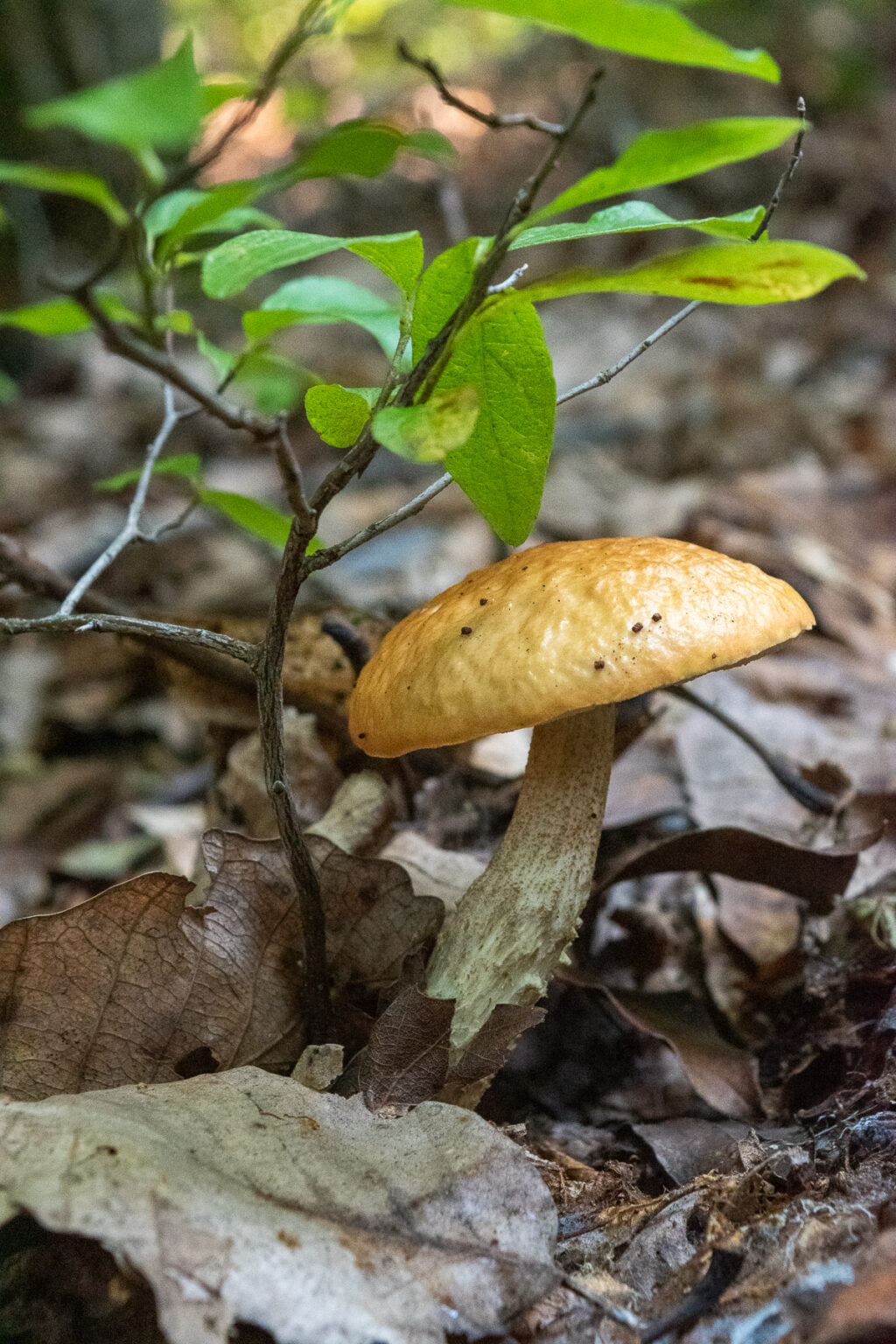 Pale orange mushroom with gray stalk