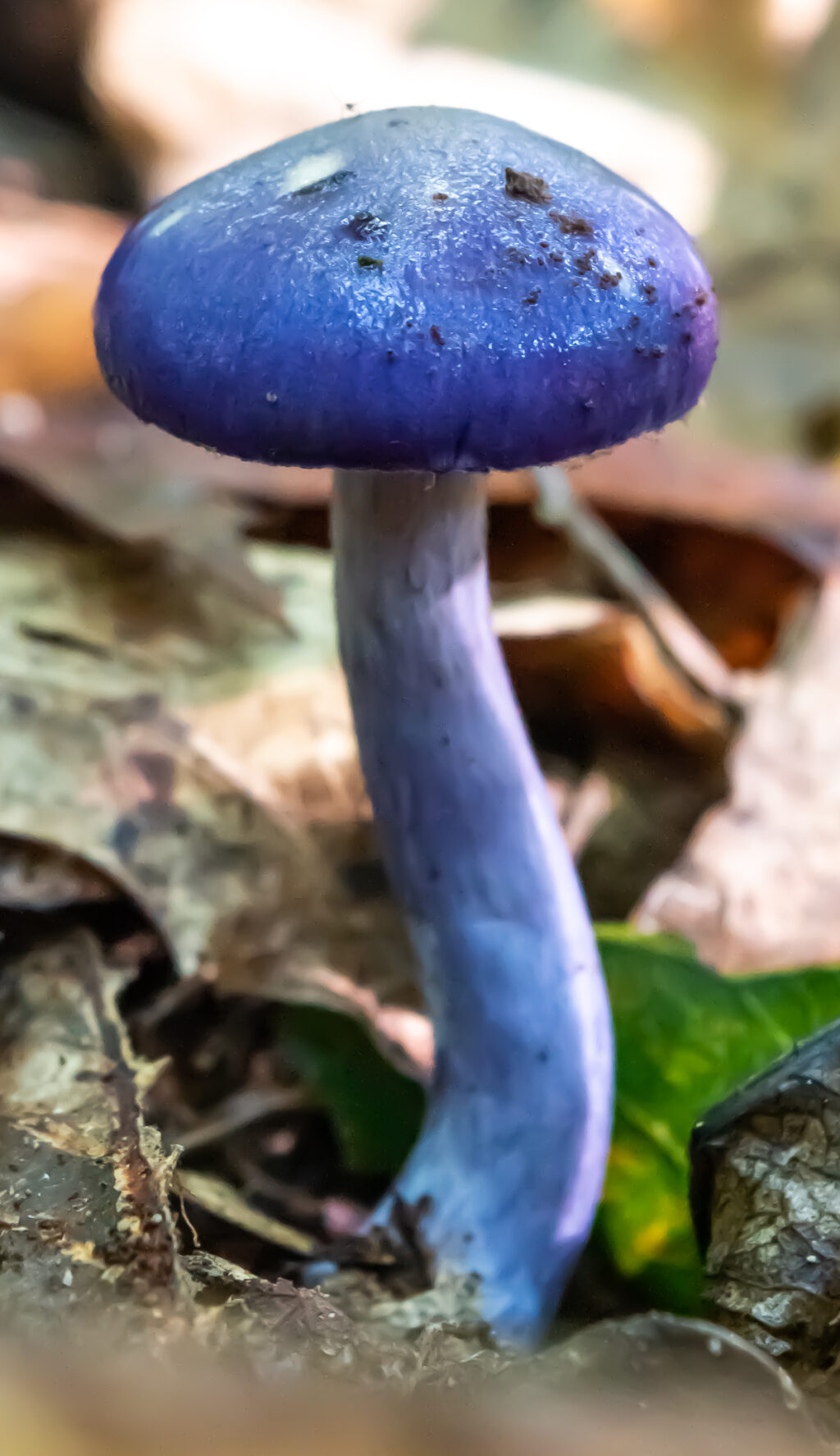 Purple mushroom with pale purple stalk