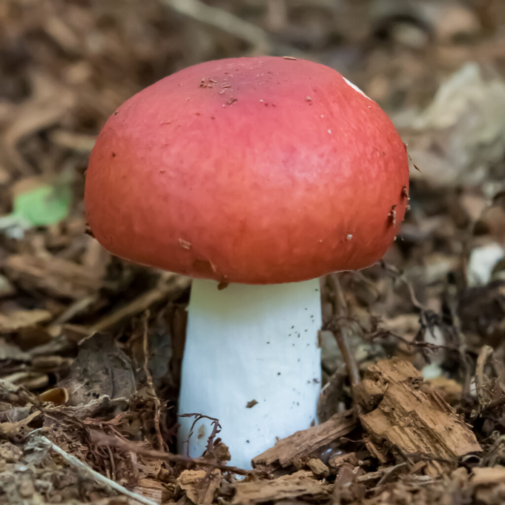 Red mushroom with white stalk