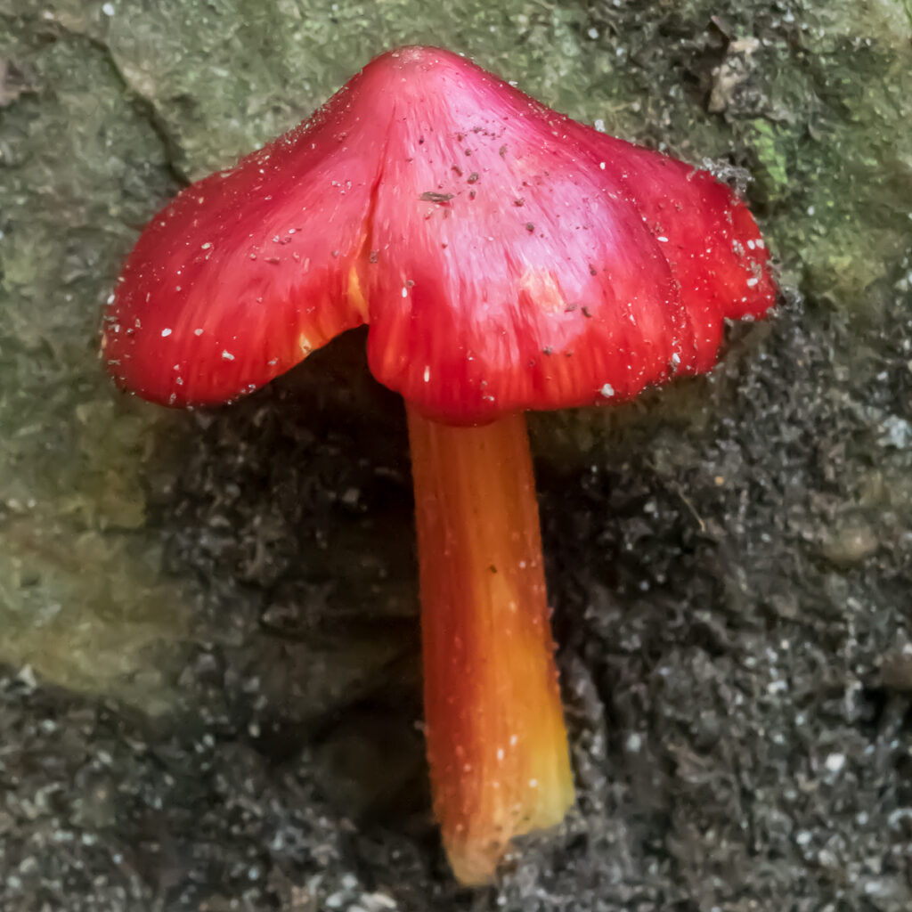 Red mushroom with orange stalk.
