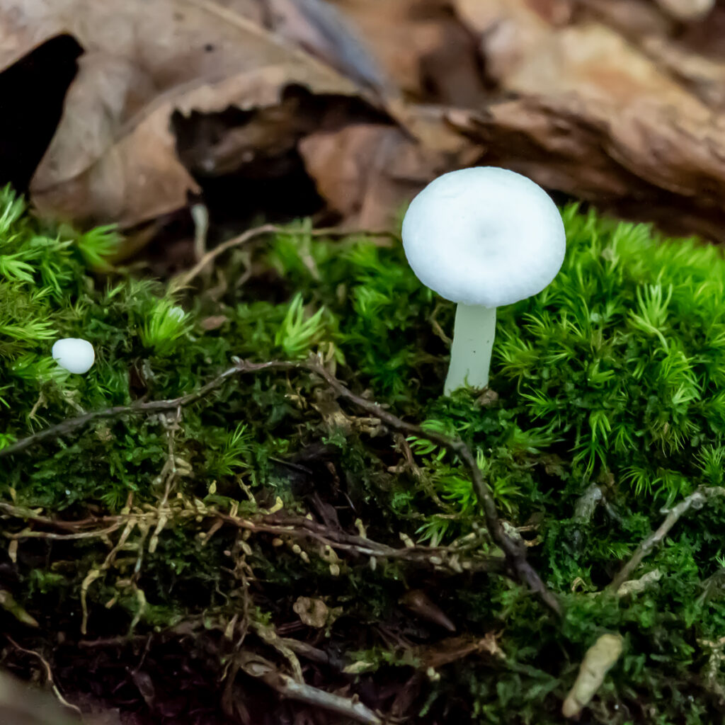 All white mushroom