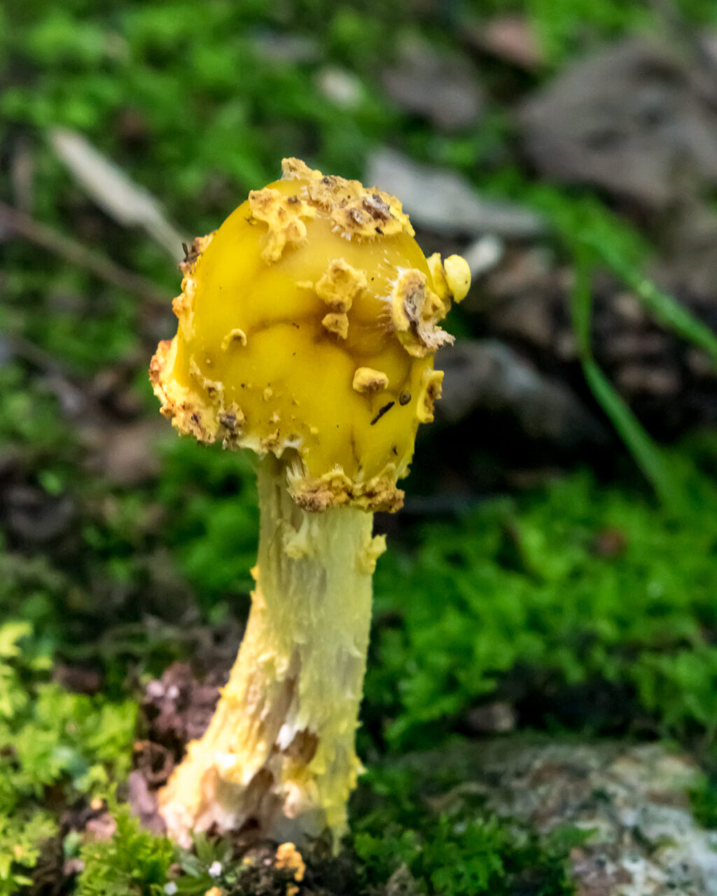 Yellow mushroom with yellow stalk