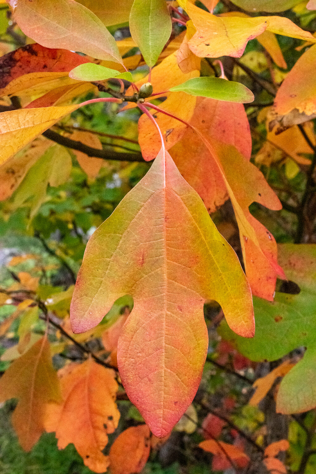 Sassafrass leaves in fall colors
